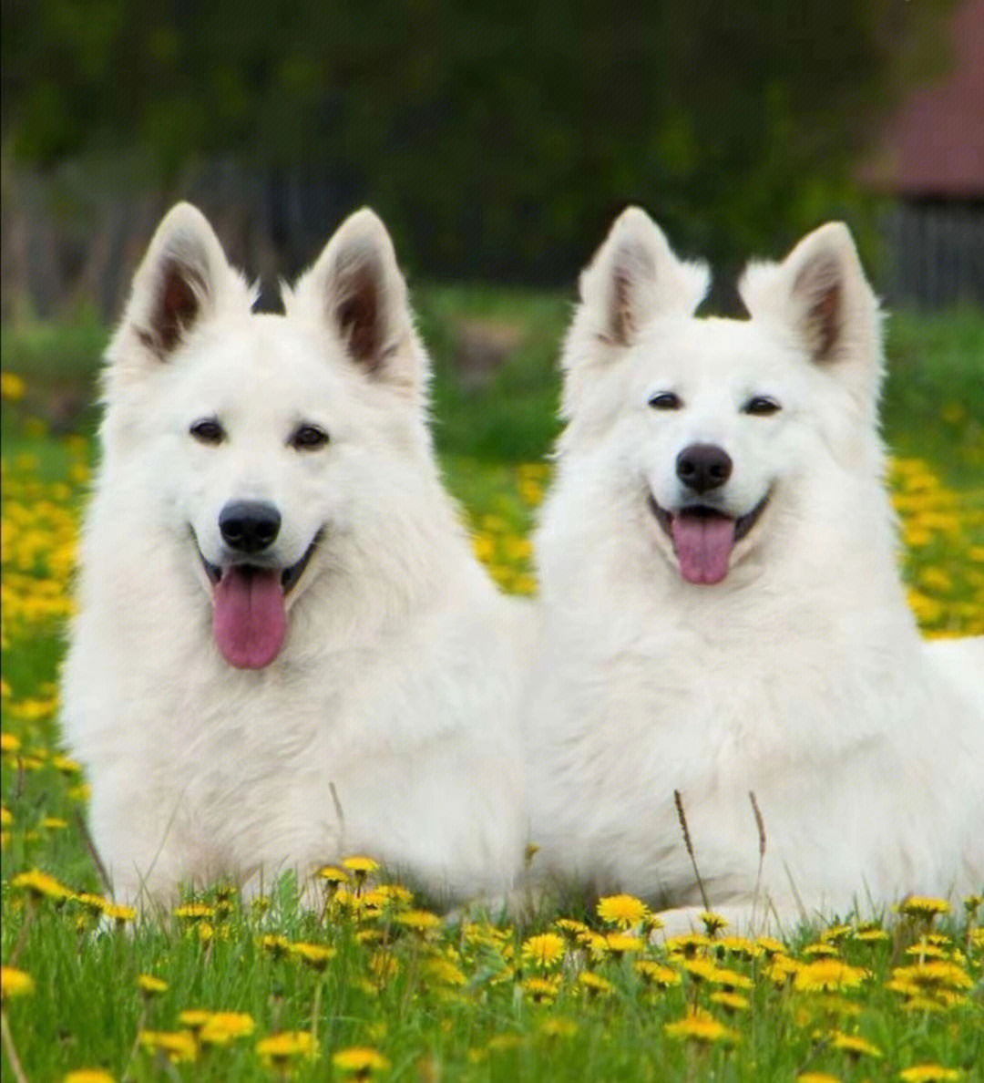 瑞士犬种类图片