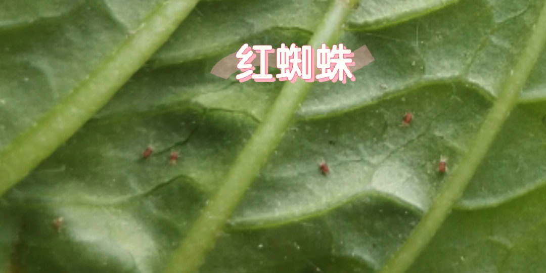 茶花叶子红蜘蛛图片图片