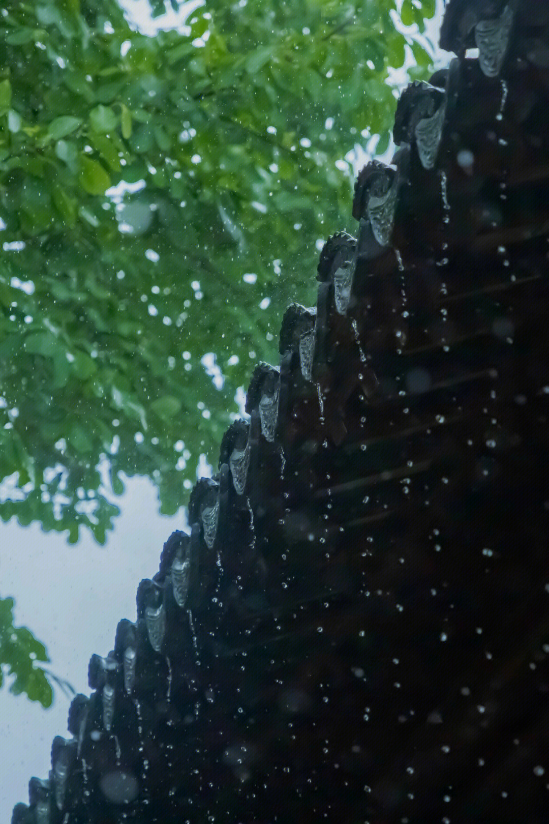 屋檐下听雨图片