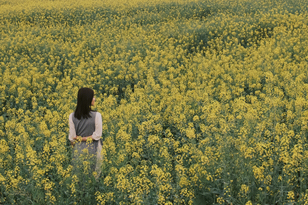 春日限定油菜花田中的中年少女