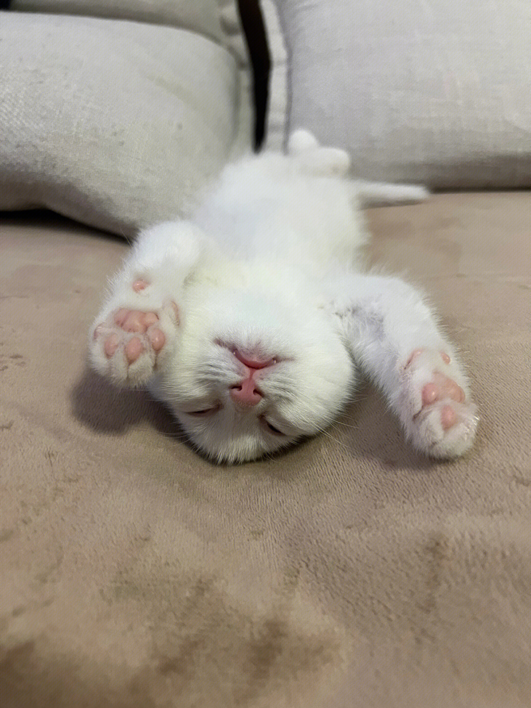 小猫睡觉的样子图片