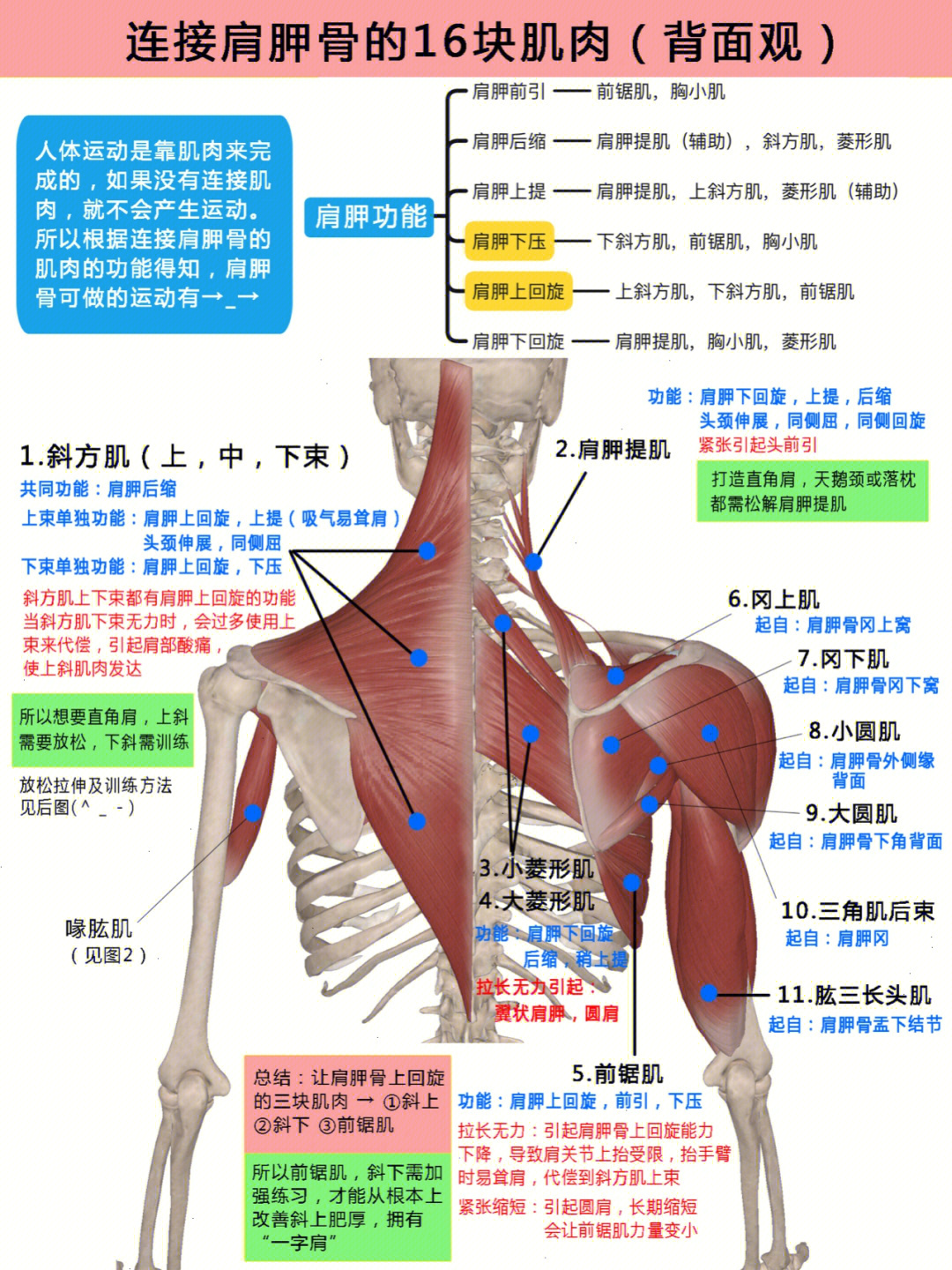 肩颈结构示意图图片
