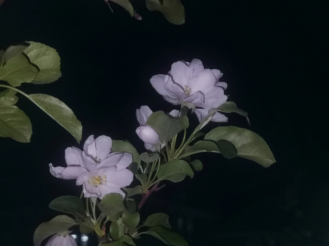 晚夜玉衡海棠品种图片
