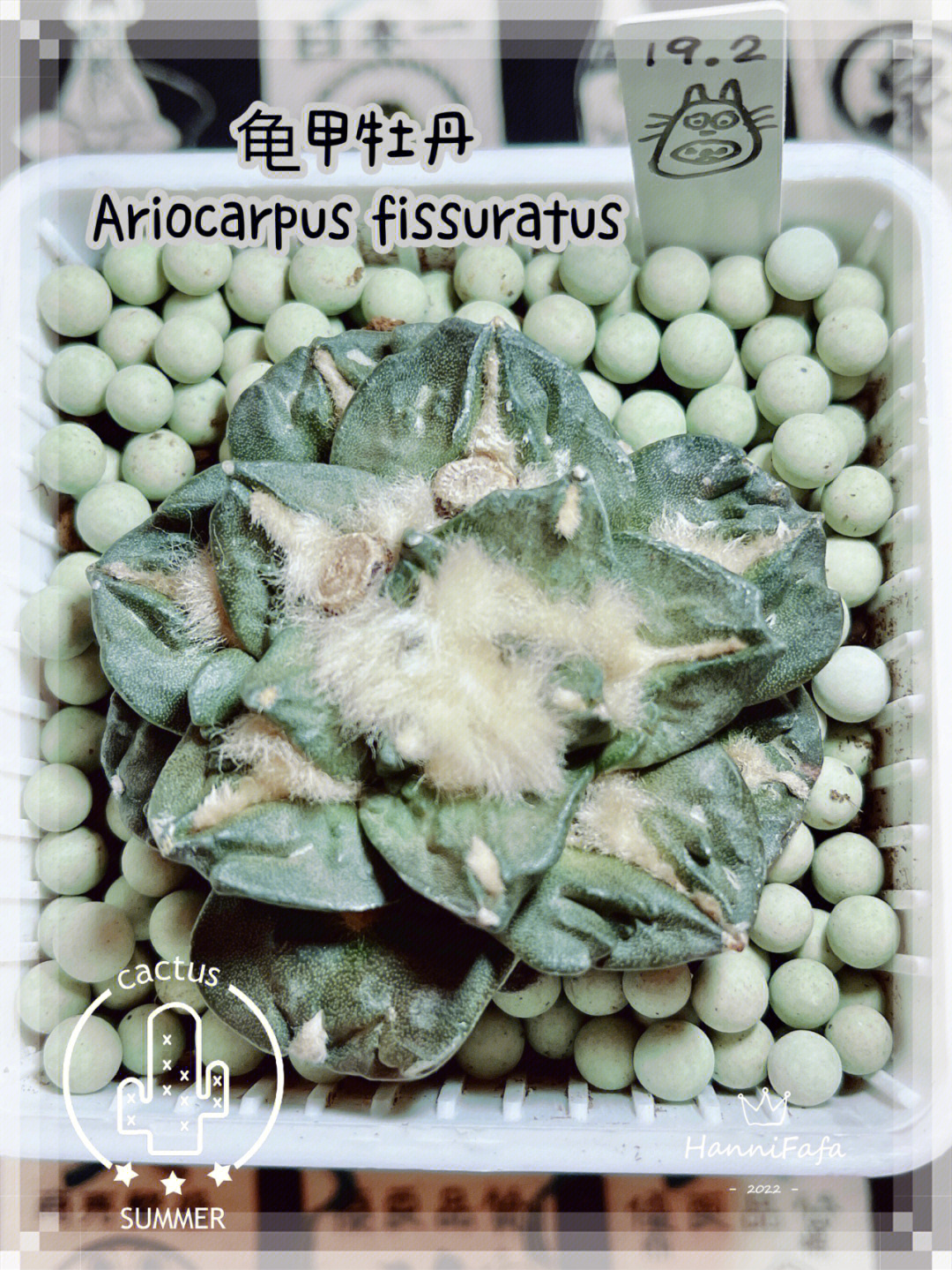 龟甲牡丹ariocarpusfissuratus