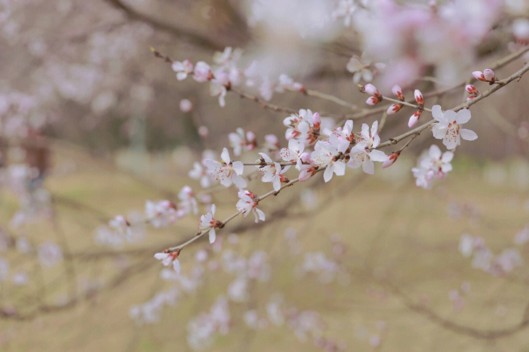 山桃树花期图片