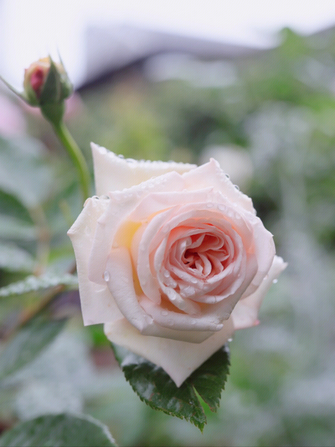 香槟月季花优缺点图片