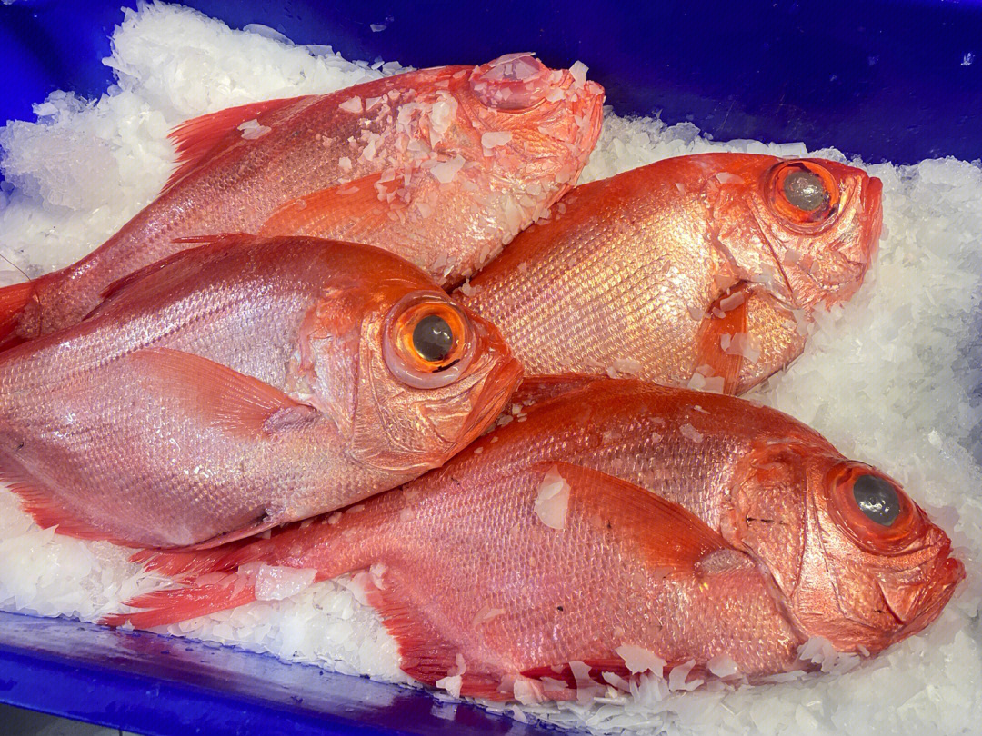 今天就去fish market安排了9191鲷鱼是日本人最喜欢的鱼的品种