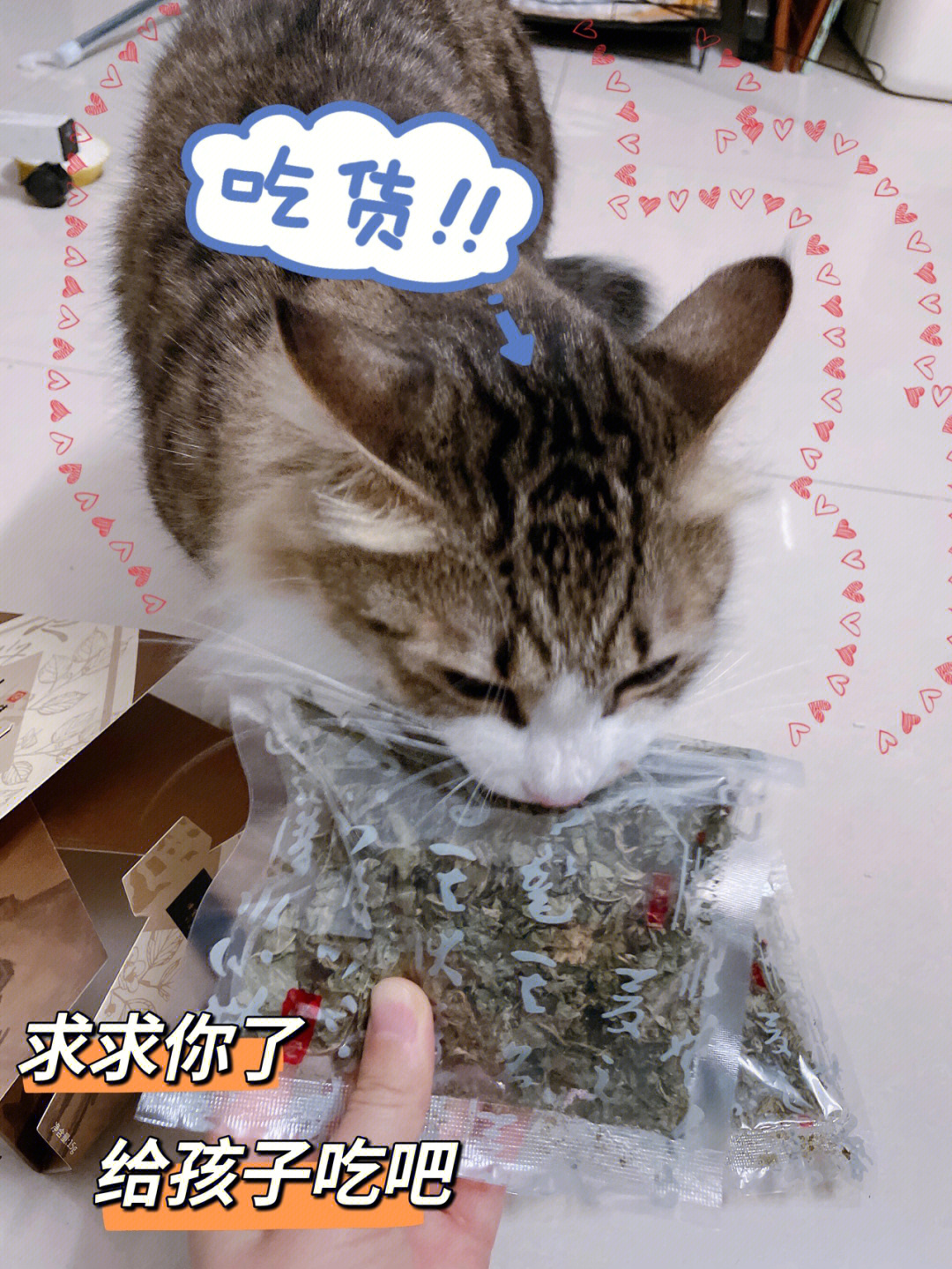 喵咪吸吸吸神秘的木天蓼碎