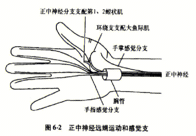 手指活动受限症状:好发于老年人,女性发病率高,手部正中神经支配