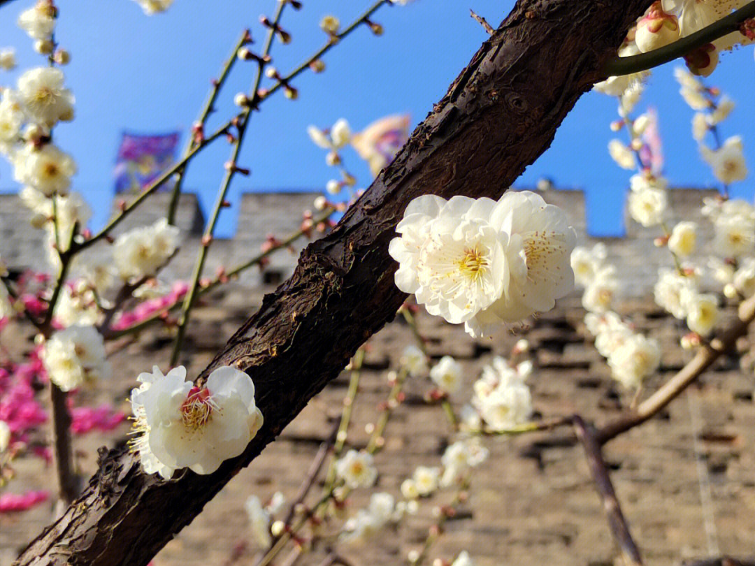 明城墙遗址梅花