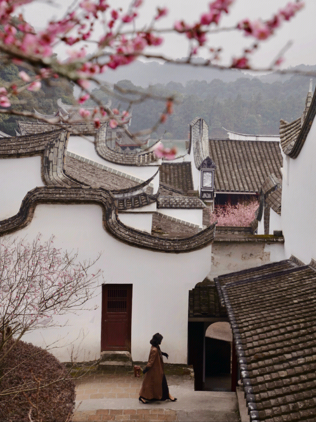 福州林阳寺梅花花期图片