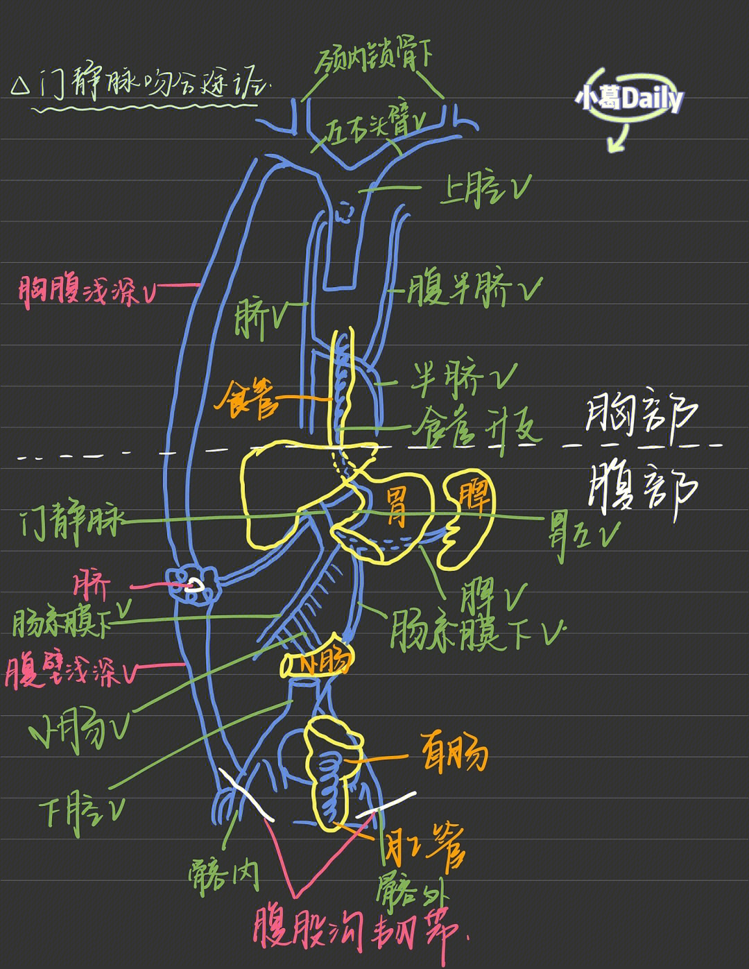 脉管系统绘图图片