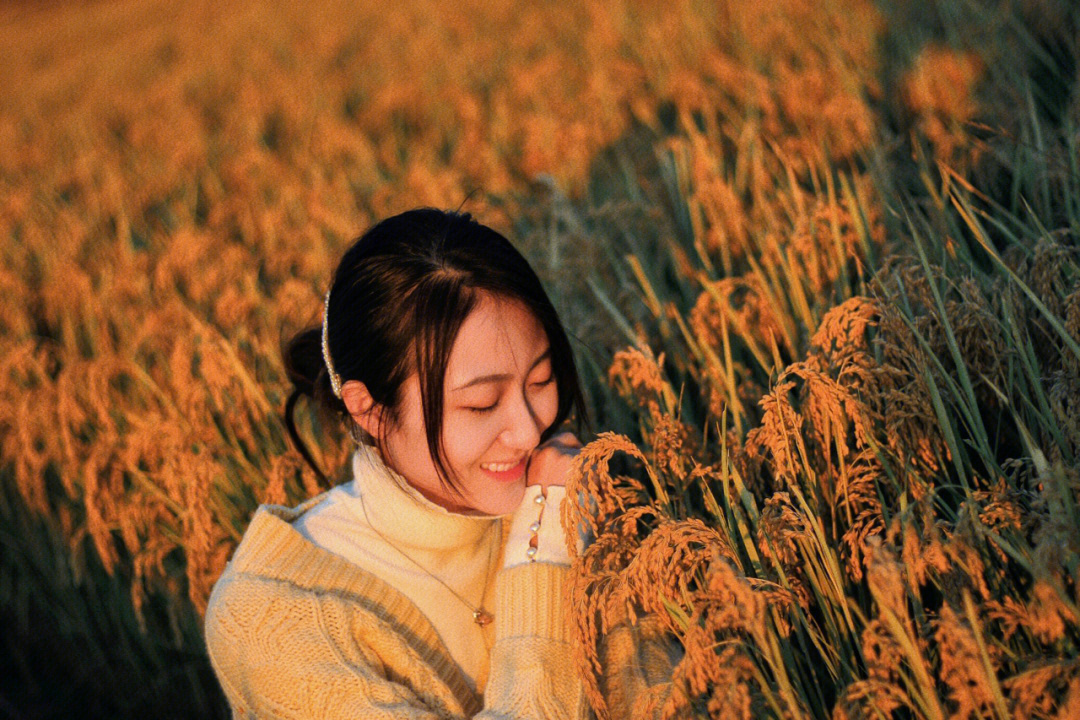 鞍山拍照水稻田里的秋