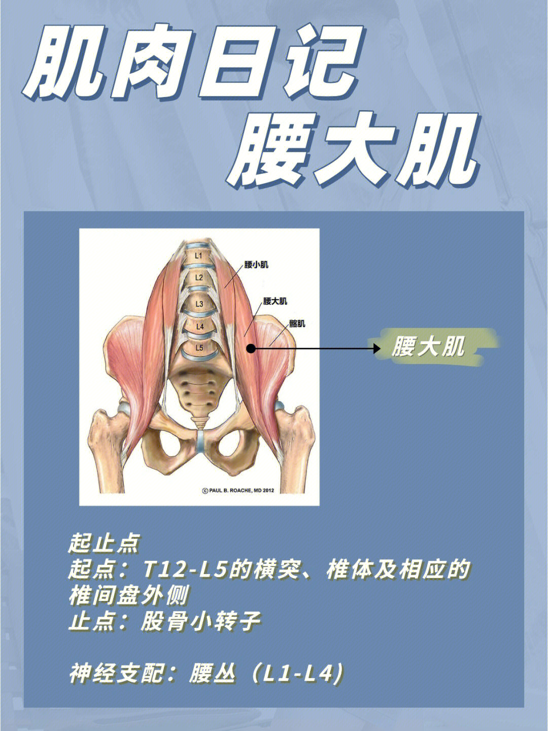 腰大肌解剖图图片