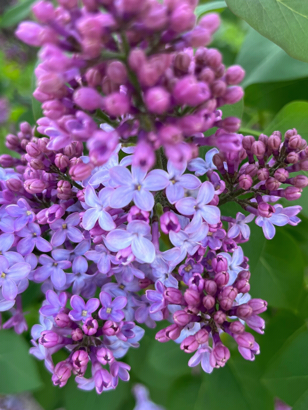 紫丁香花的气味图片