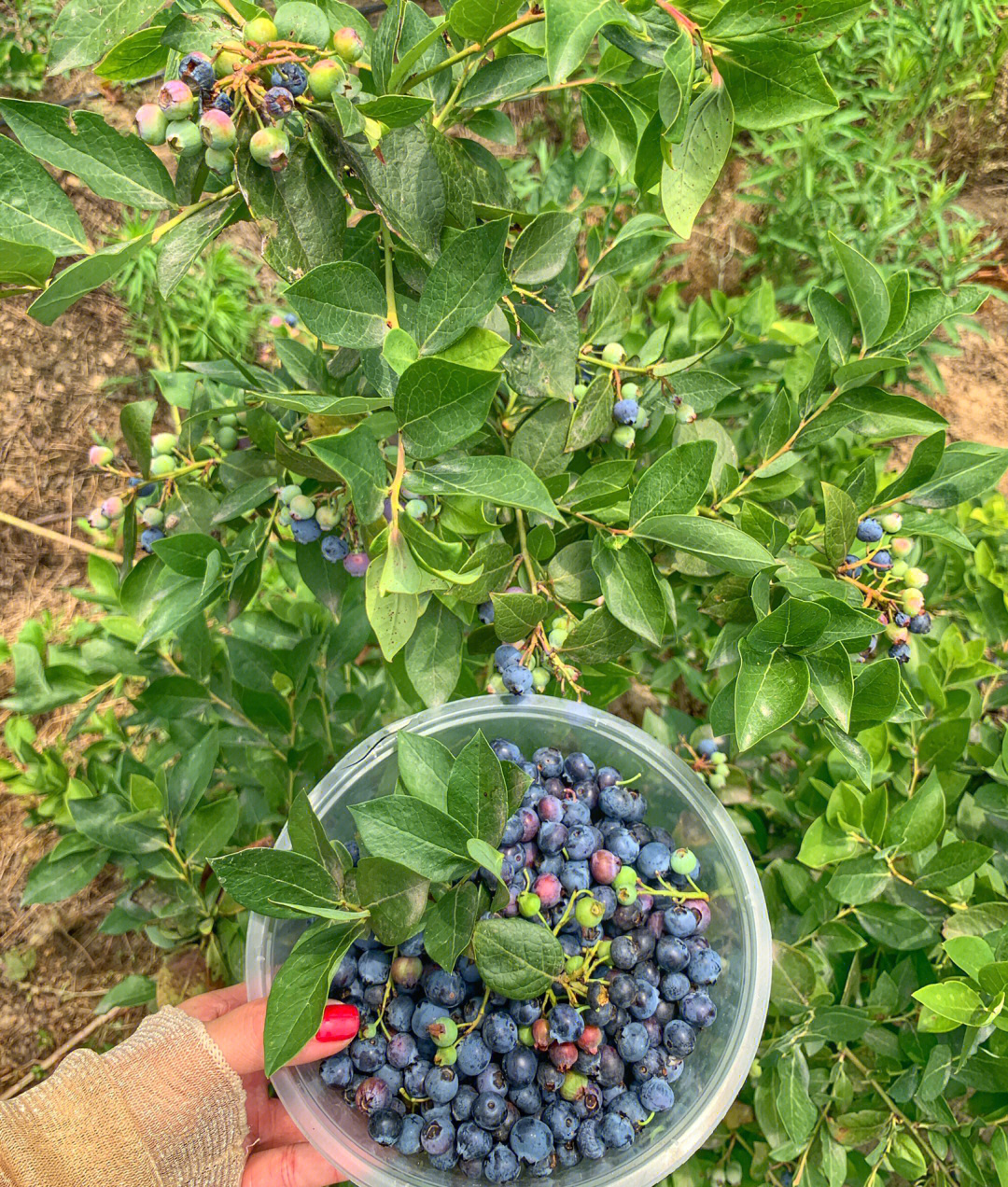 08自家生态园的蓝莓,纯天然无公害