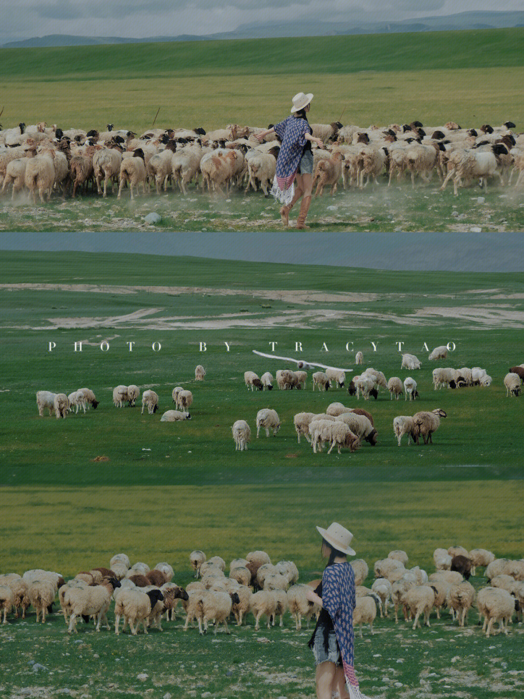可爱的羊群简谱图片