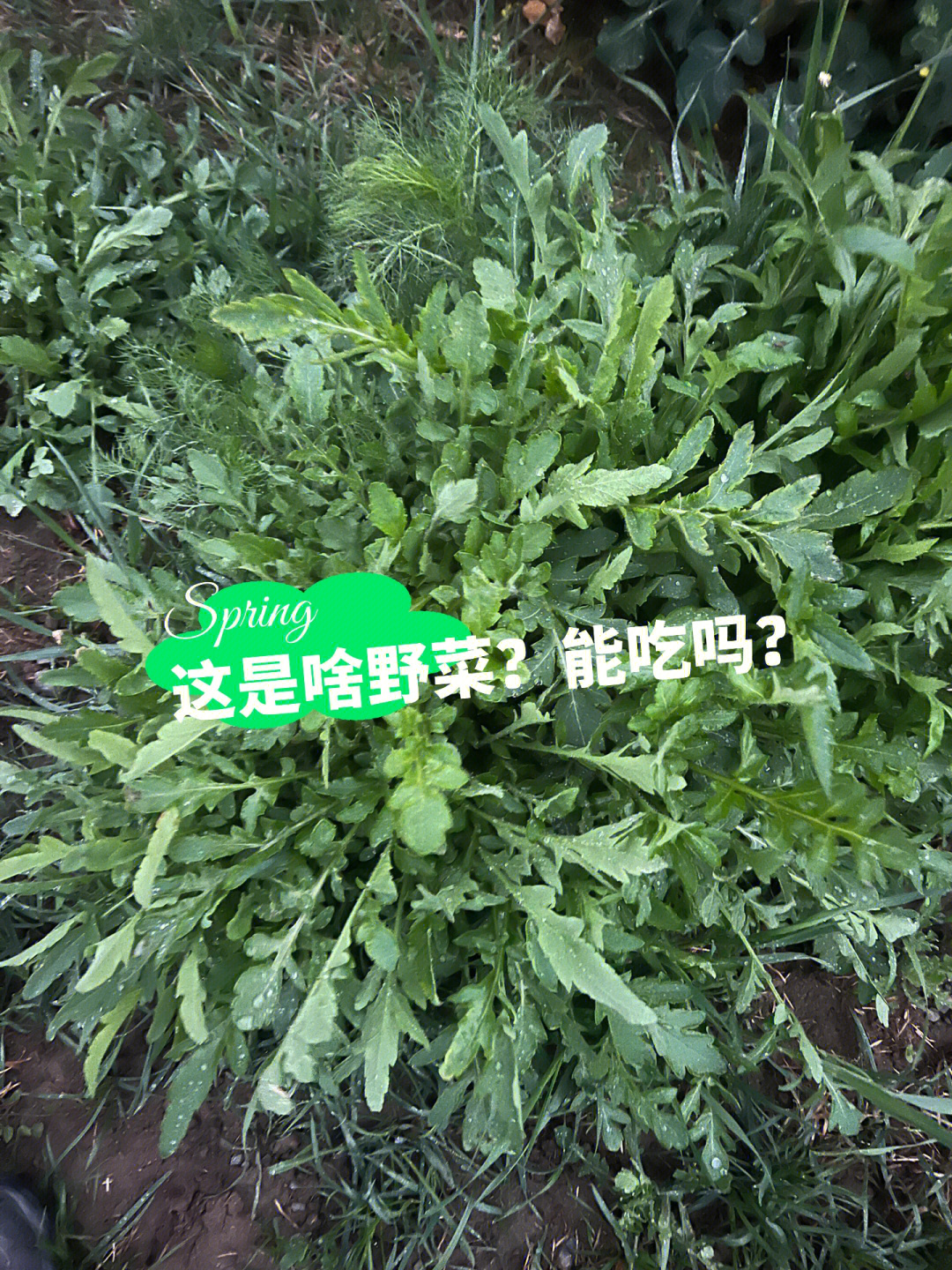 看着感觉像可以吃的96用草木之家识别说是独行菜,有认识的吗?