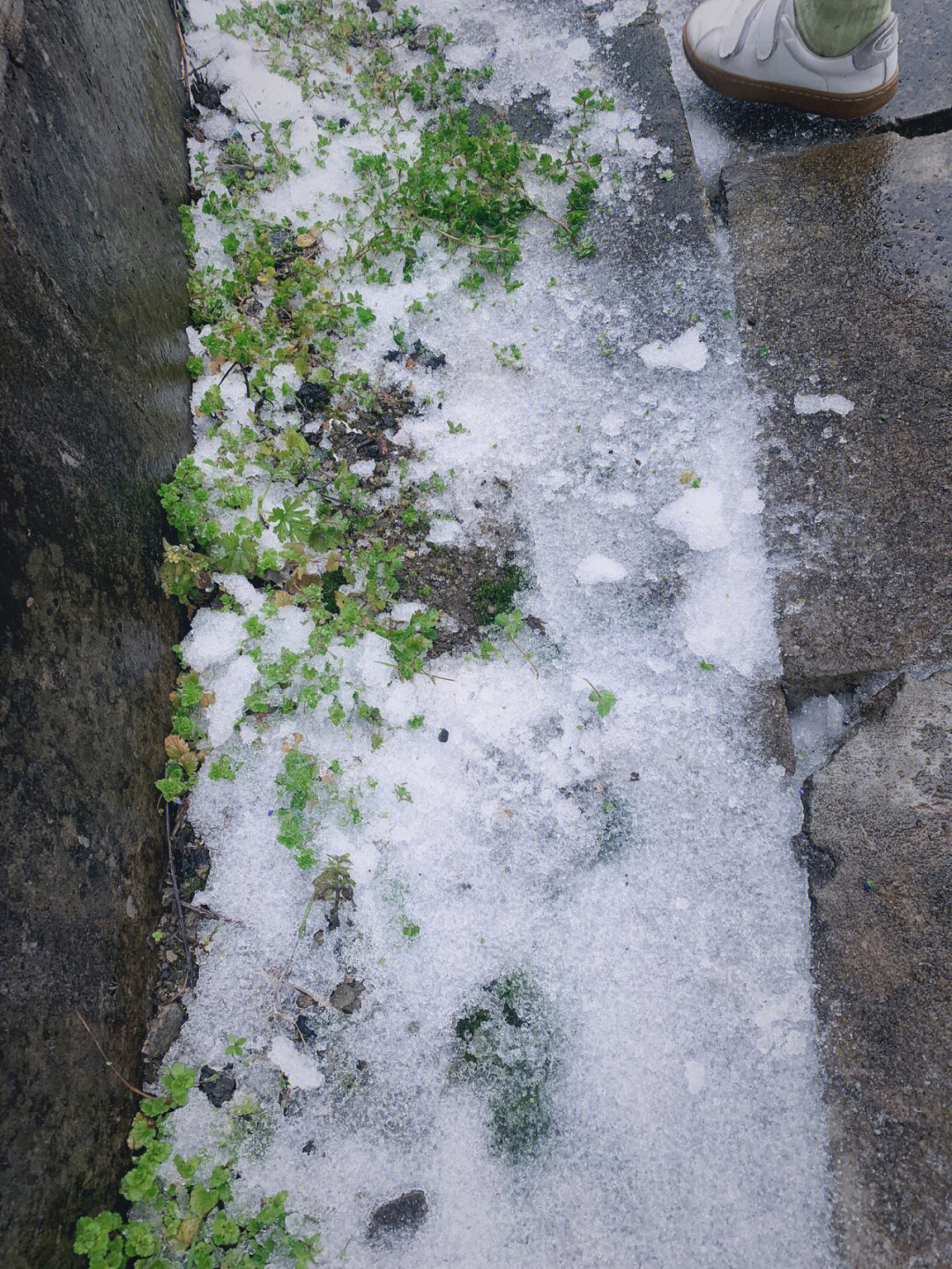 鼓岭下雪了图片