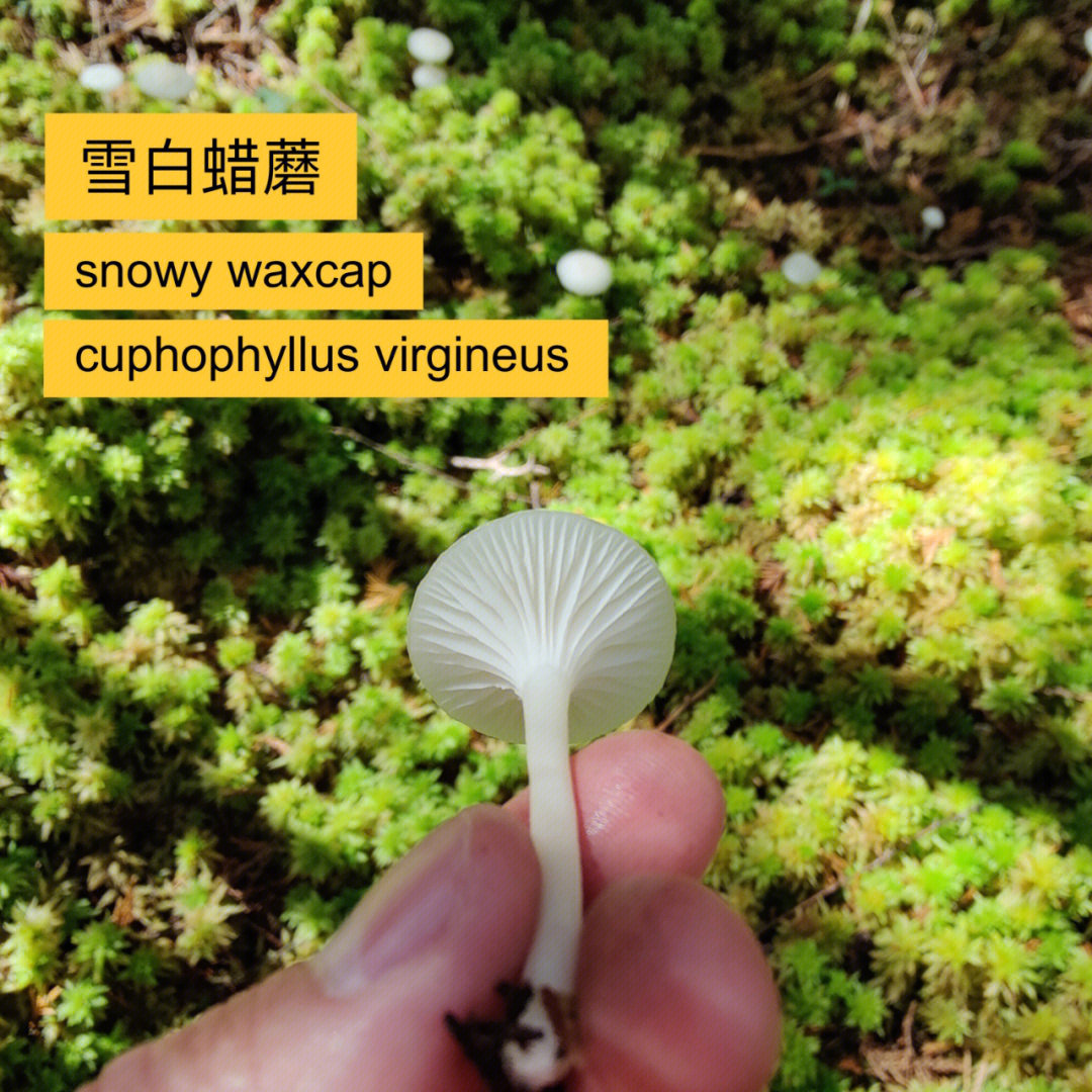 雪白蜡蘑snowywaxcap