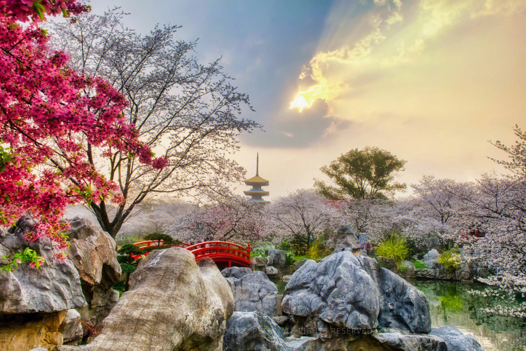 武汉东湖磨山樱花园