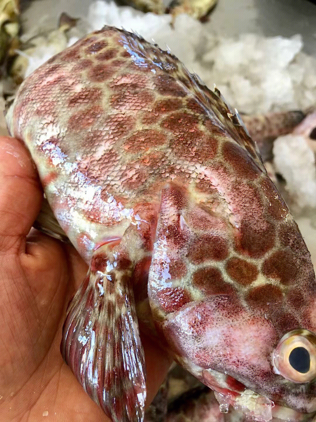 纯野生石斑鱼品质
