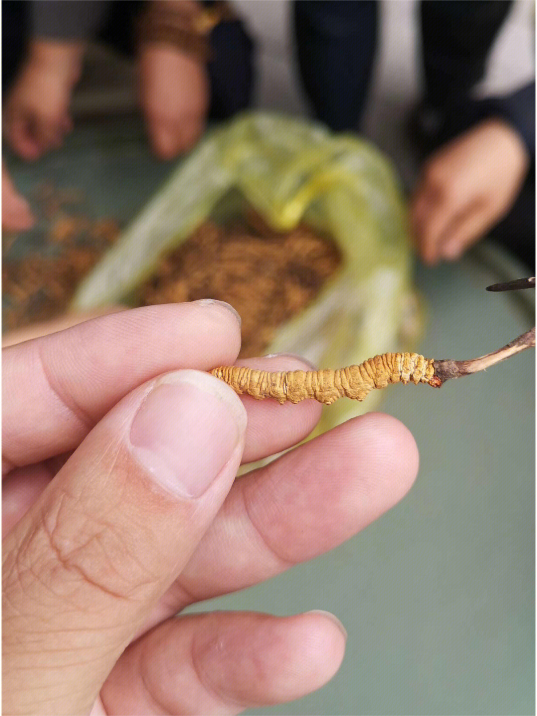 你们吃到过哪几种虫草呢