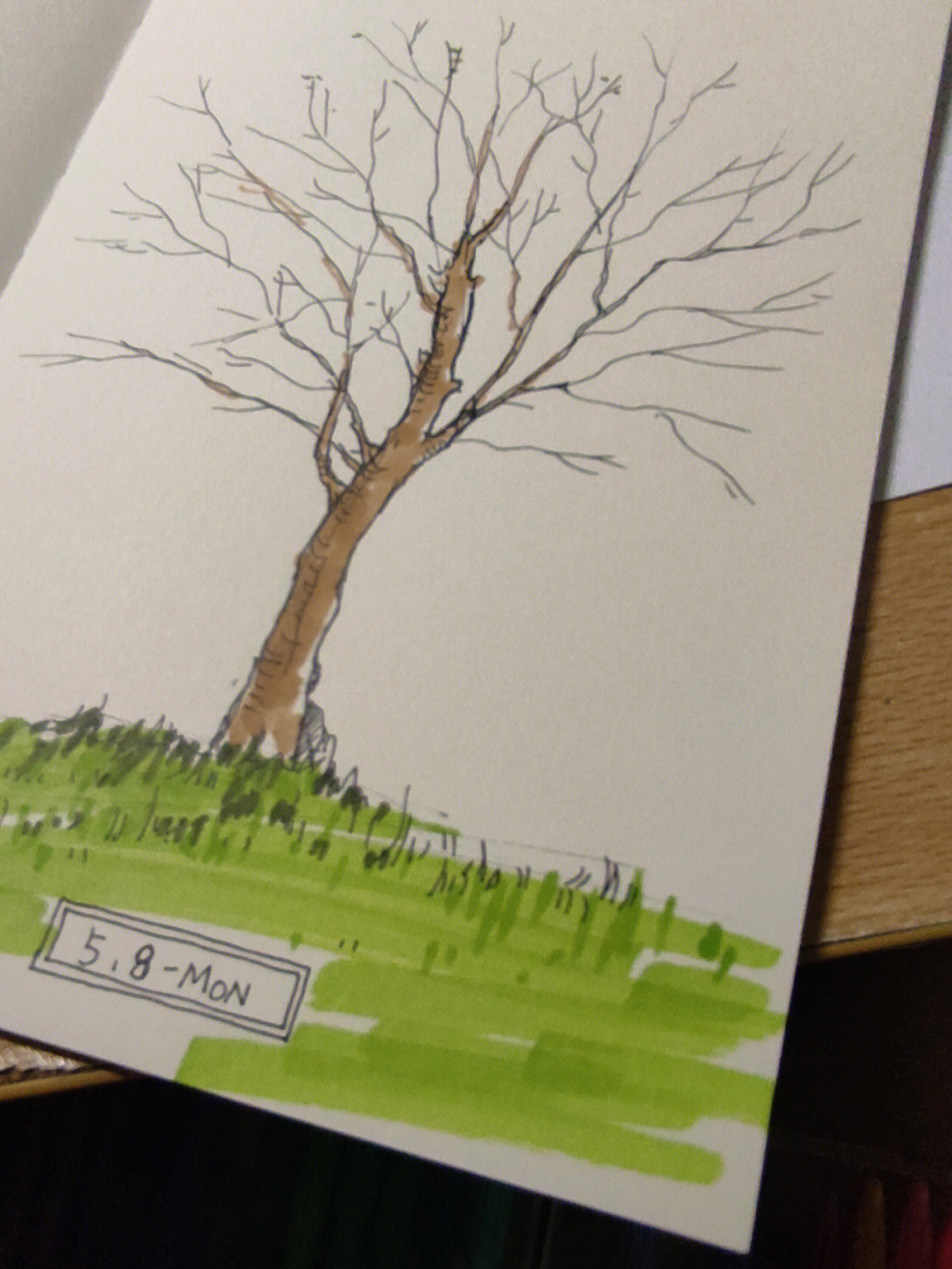 关于我画的一些树