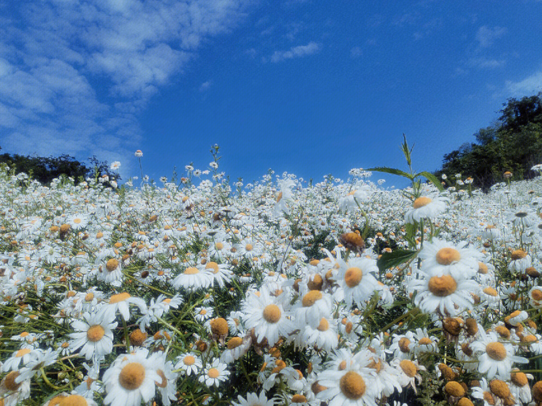 开雏菊剧痛图片