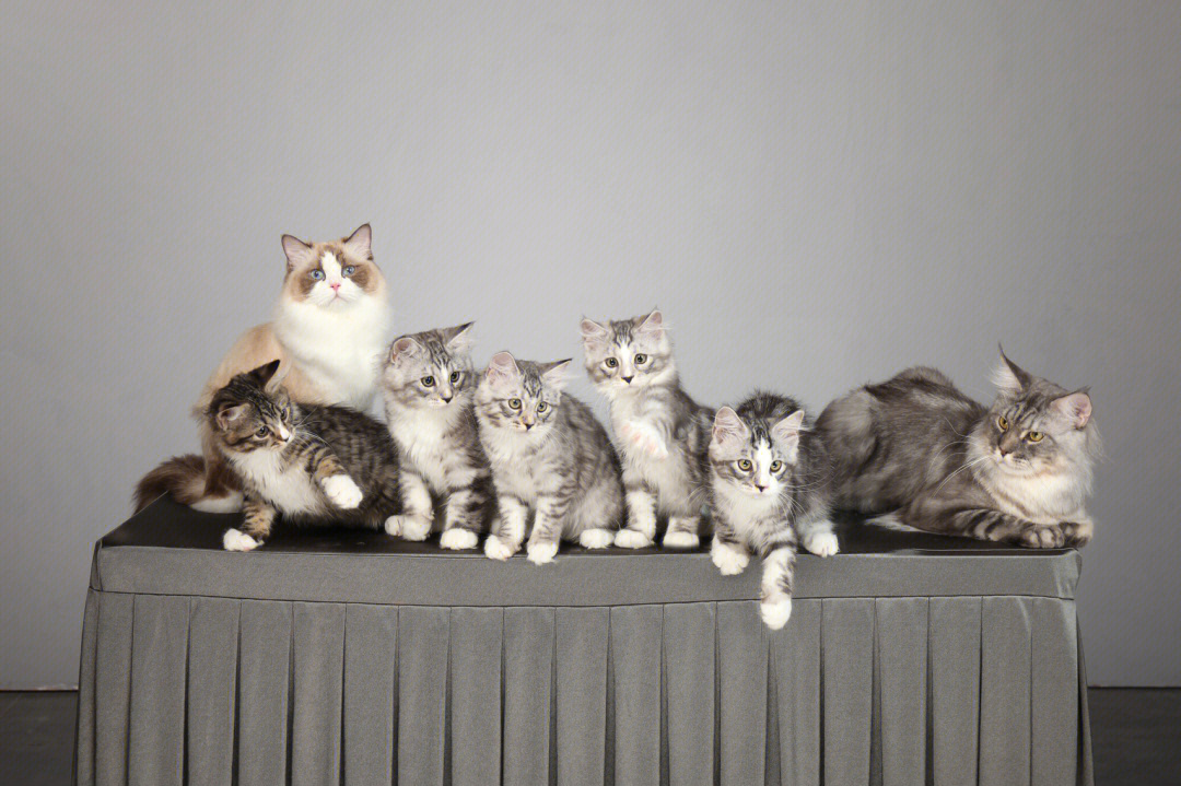 猫科动物全家福图片