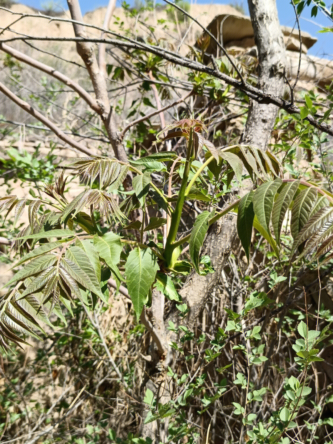 春树芽图片和功效图片