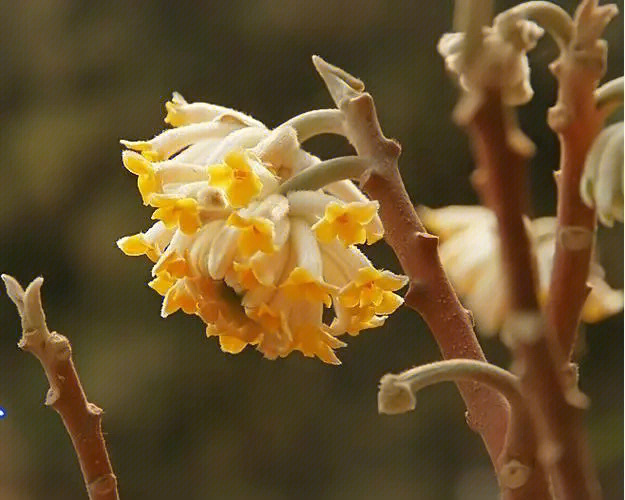 结香花结构图片