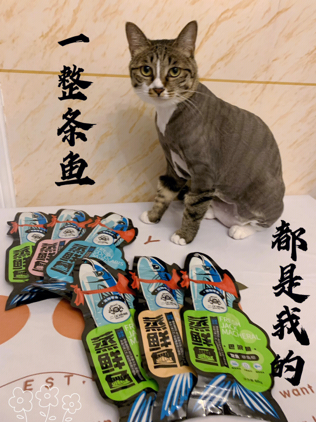 不爱吃鱼的小猫咪请看过来