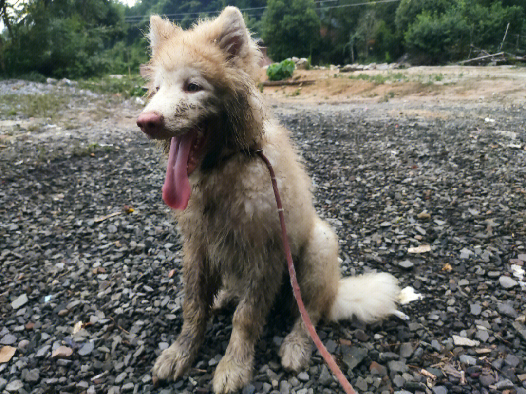 阿拉斯加串土狗长大后图片