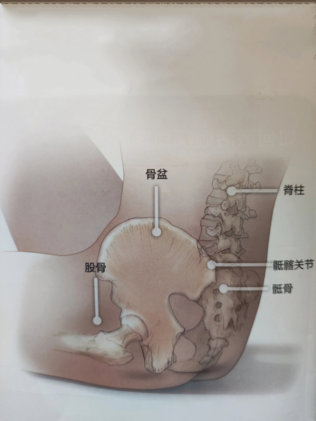 骶髂骨疼痛位置示意图图片