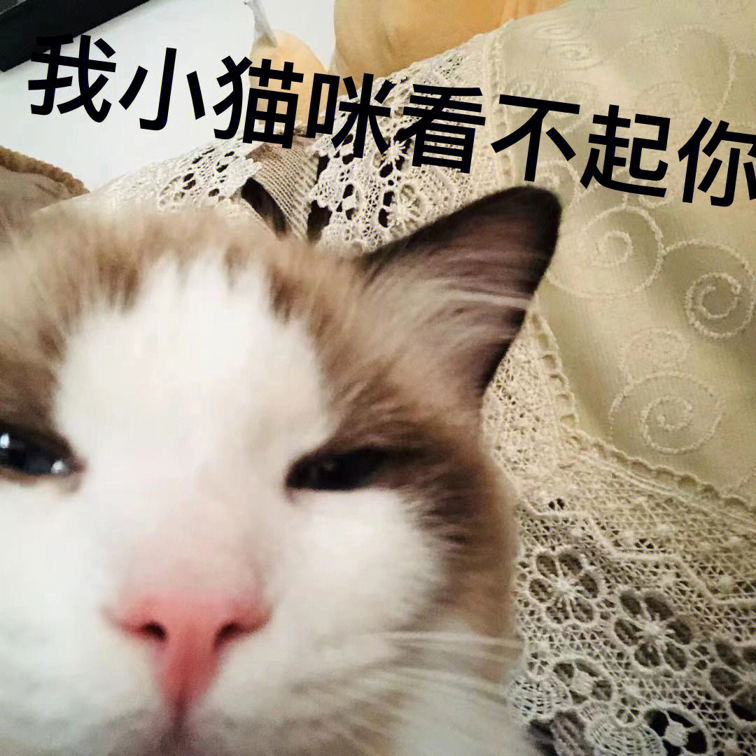 小猫咪の表情包