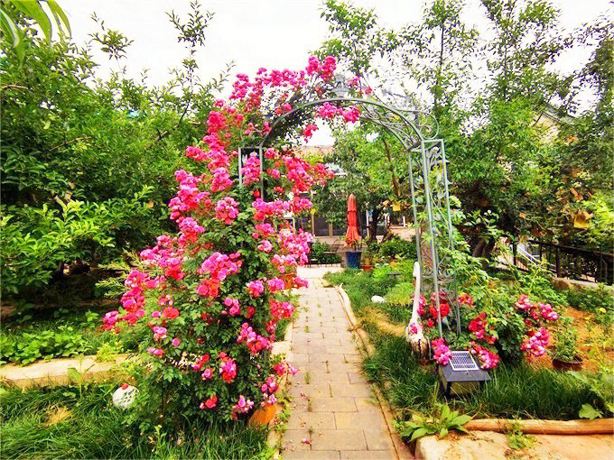 北京平谷玲珑花宿民宿开满了鲜花的小院