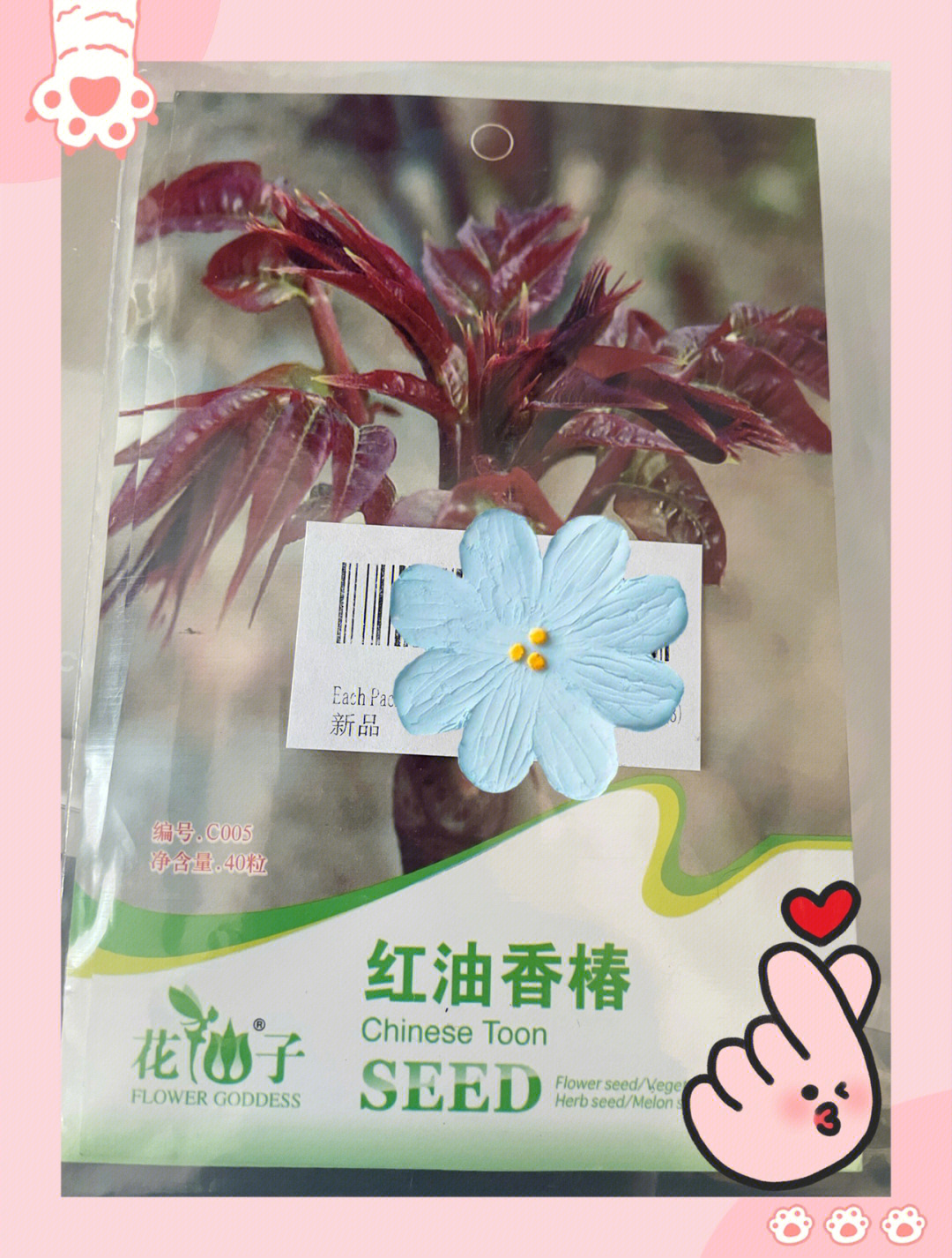 香椿种子泡水药用价值图片