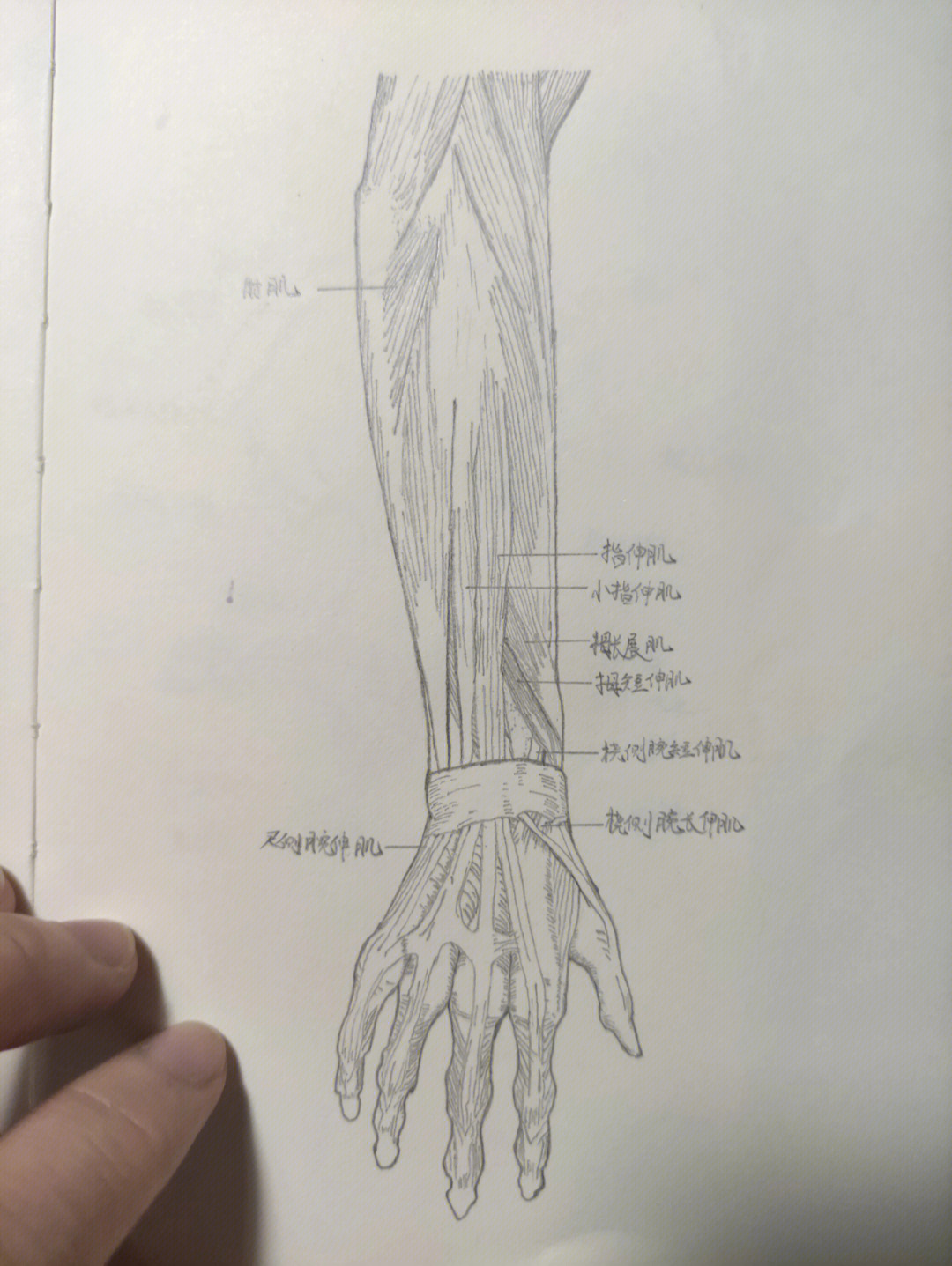 上交啦,后面的一些肌骨没来得及拍,就这样吧#解剖手绘图#肌肉解剖