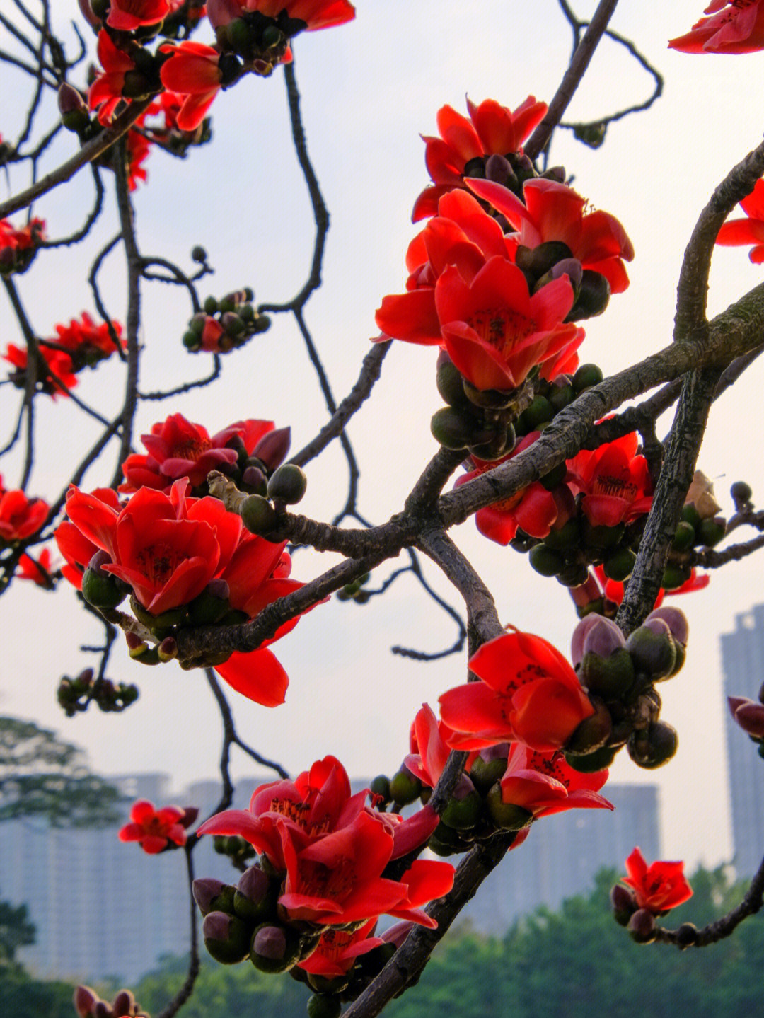 红棉花的花语图片