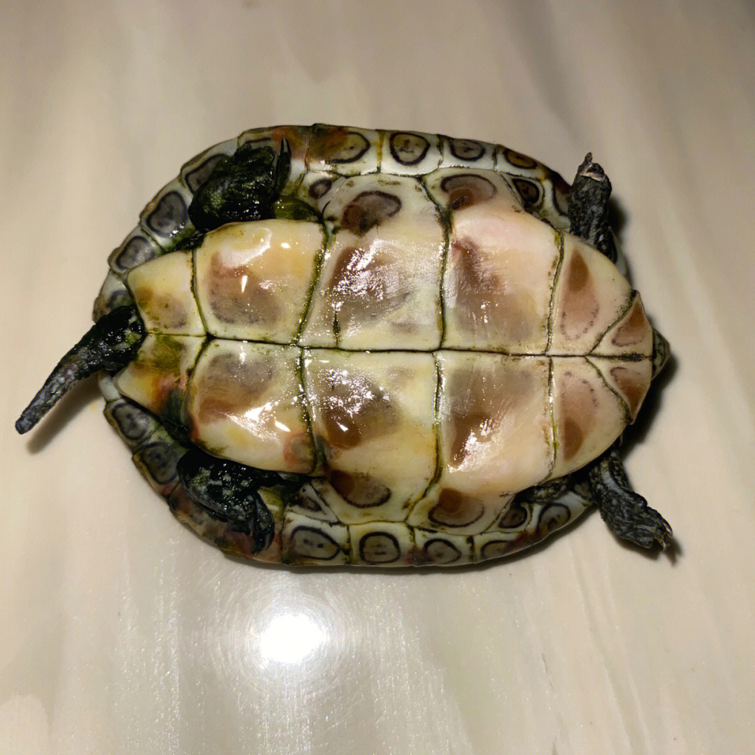乌龟珍珠龟腐甲