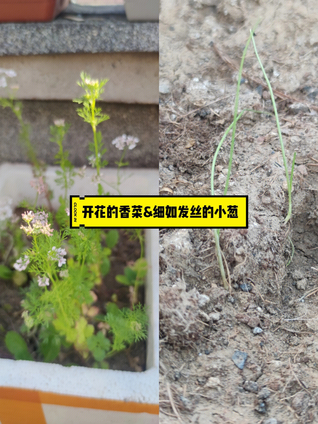 顶楼小菜园让自己自洽