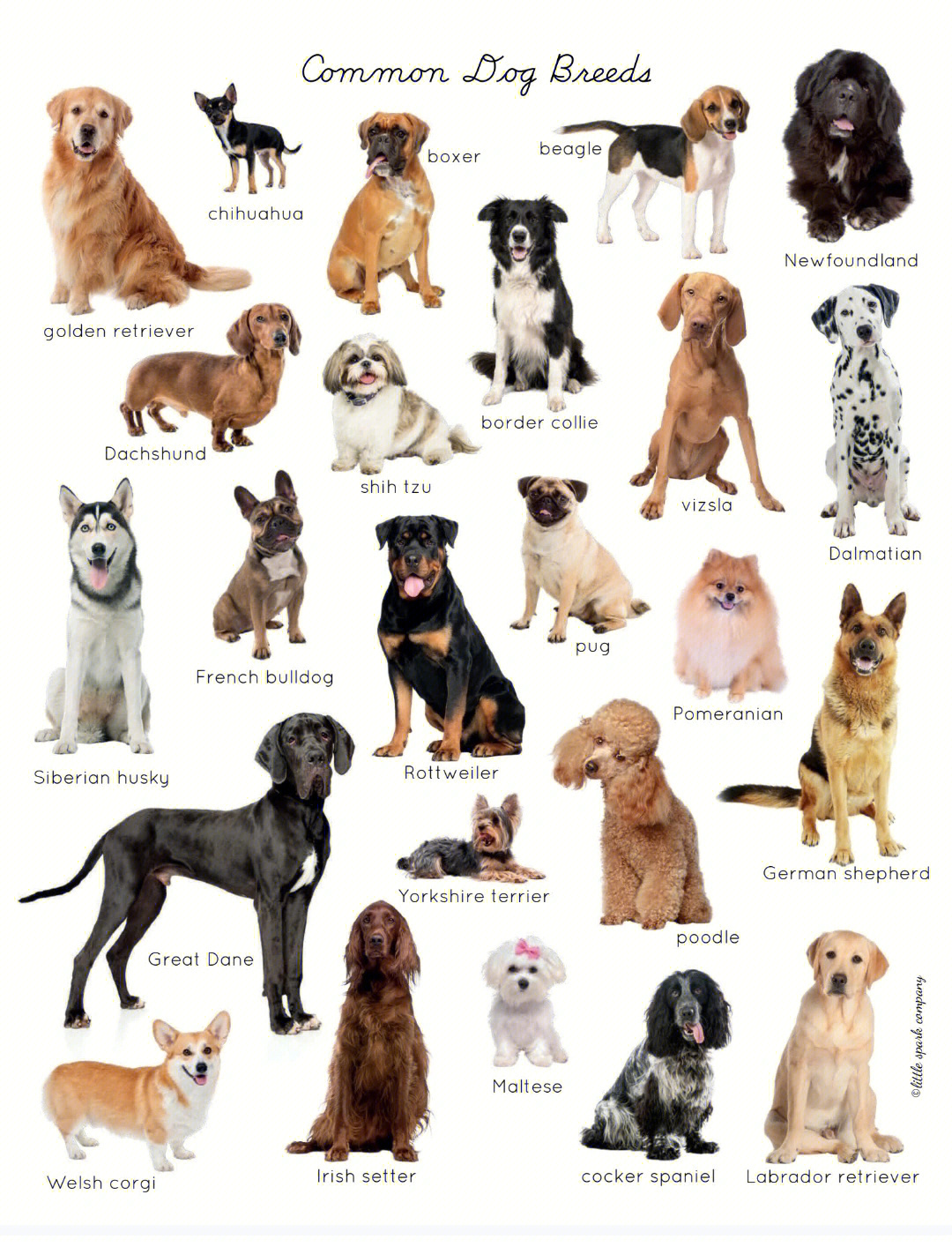 宠物狗品种大全幼犬图片