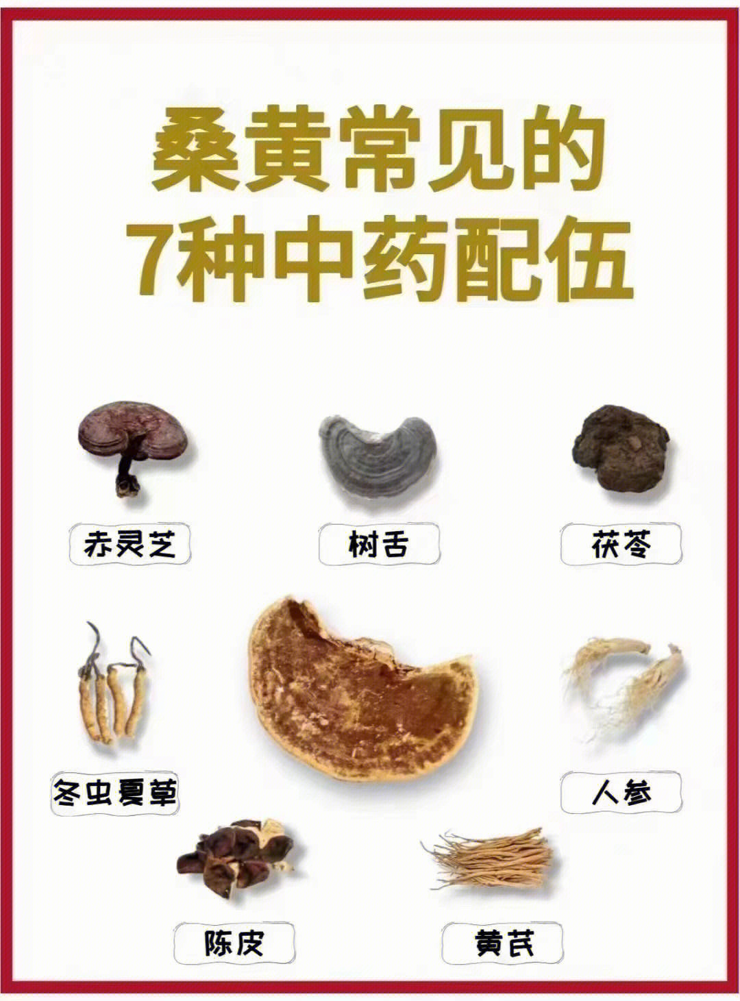 桑黄的用量图片