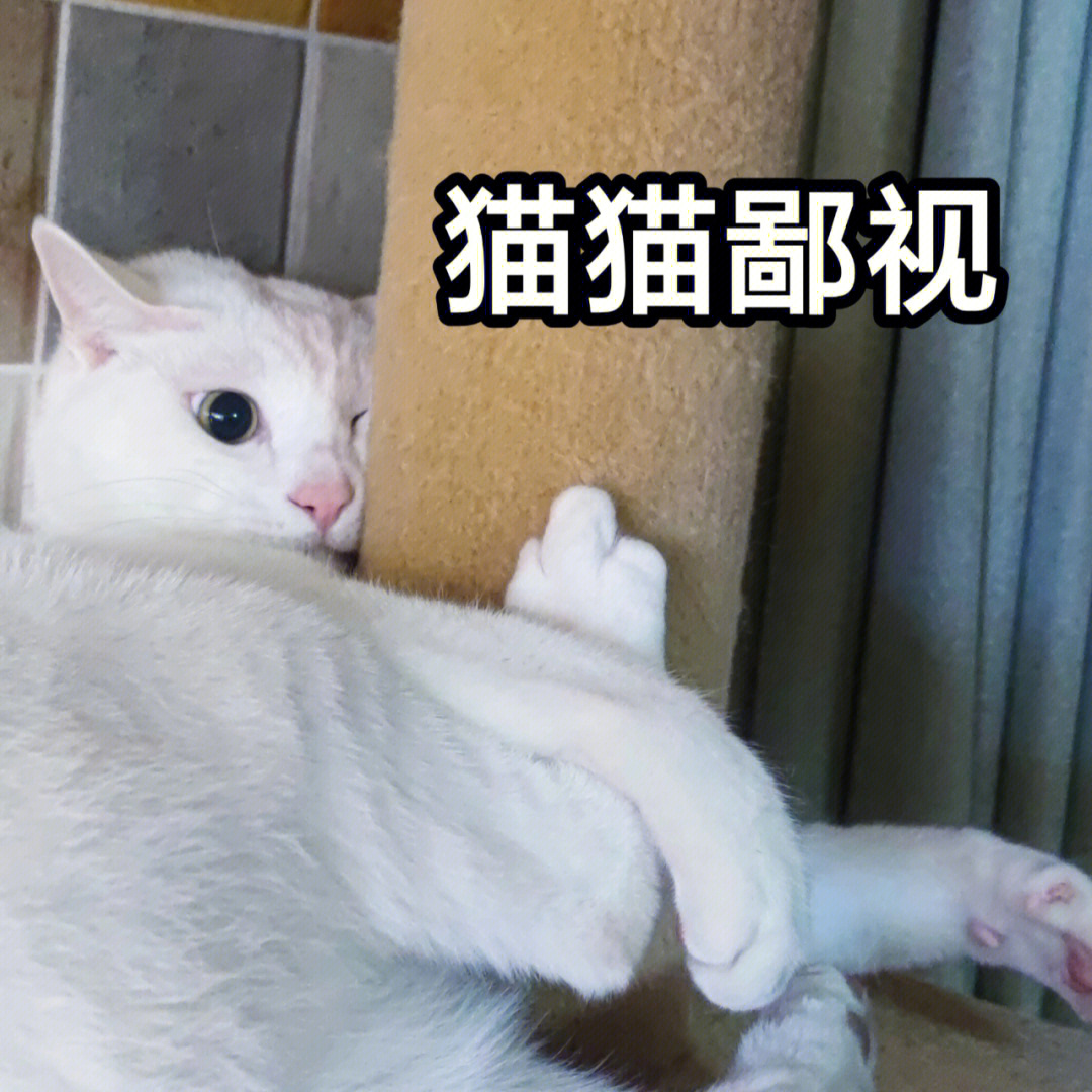 猫竖中指表情包图片