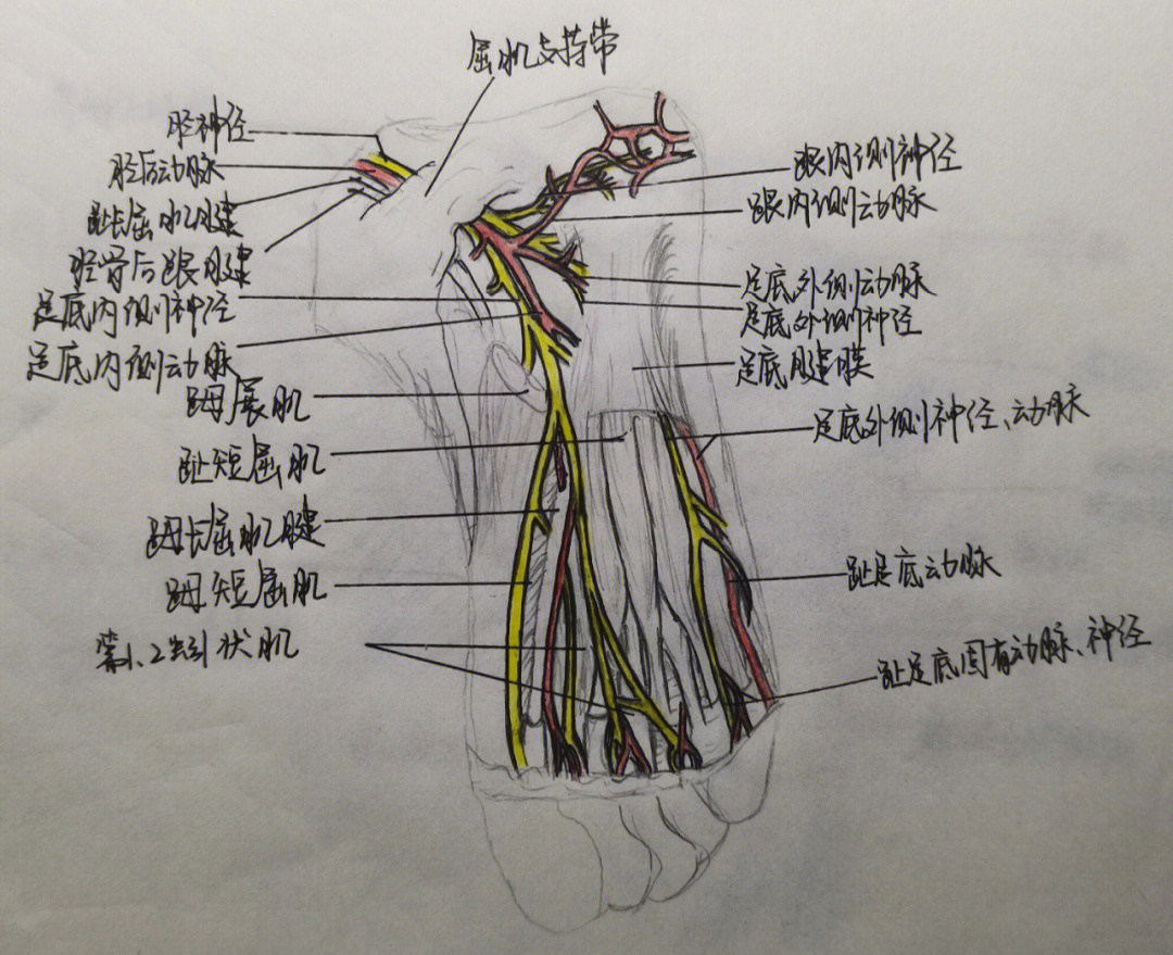 膎动静脉解剖图片图片