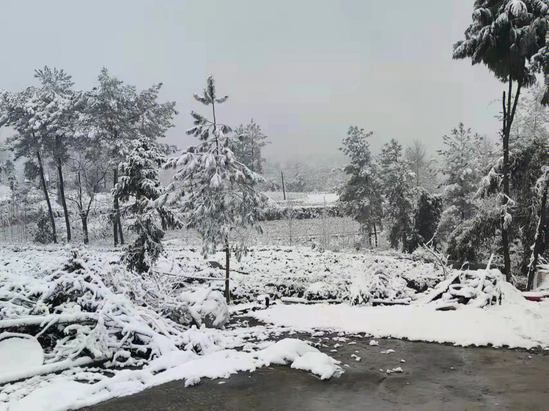 芒市苤菜坝下雪图片