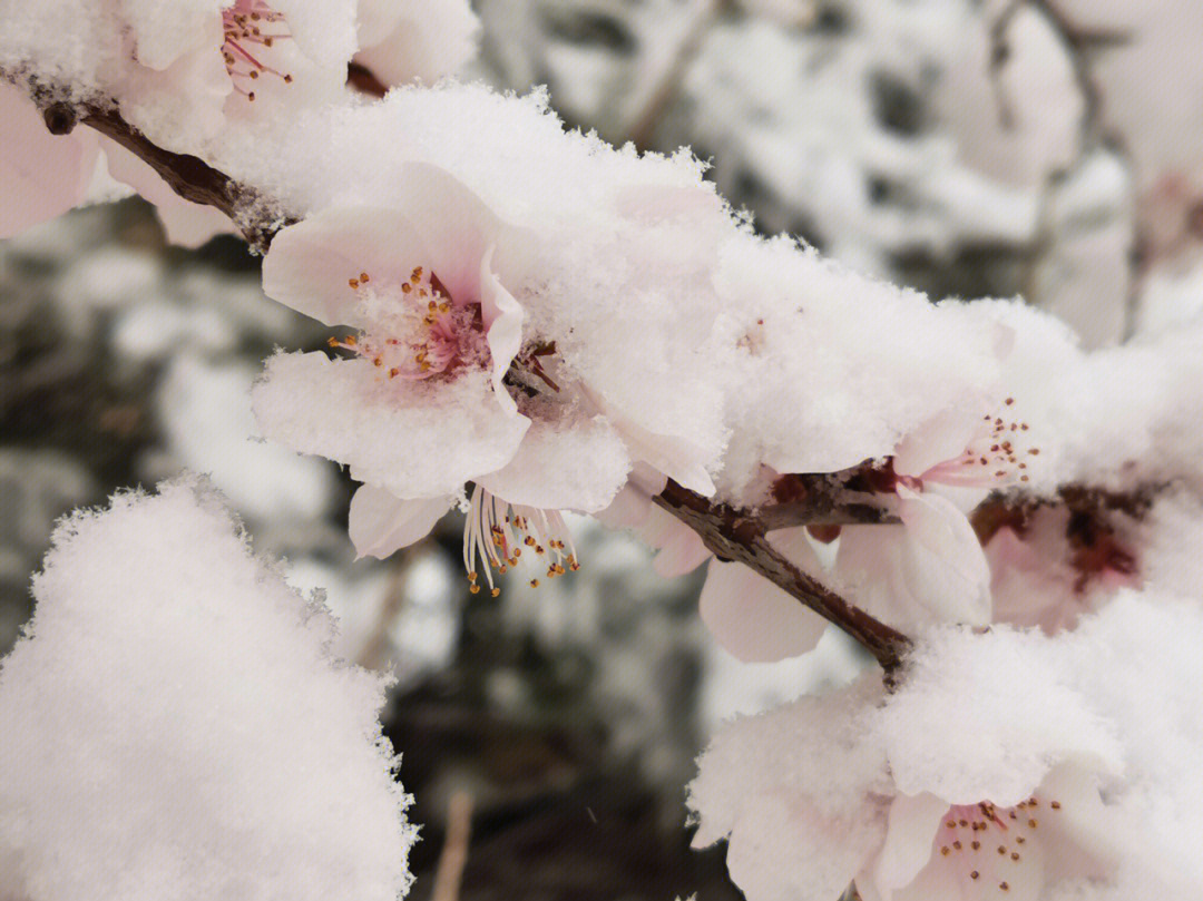 三月的春雪