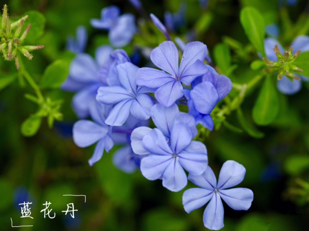 认认植物蓝花丹