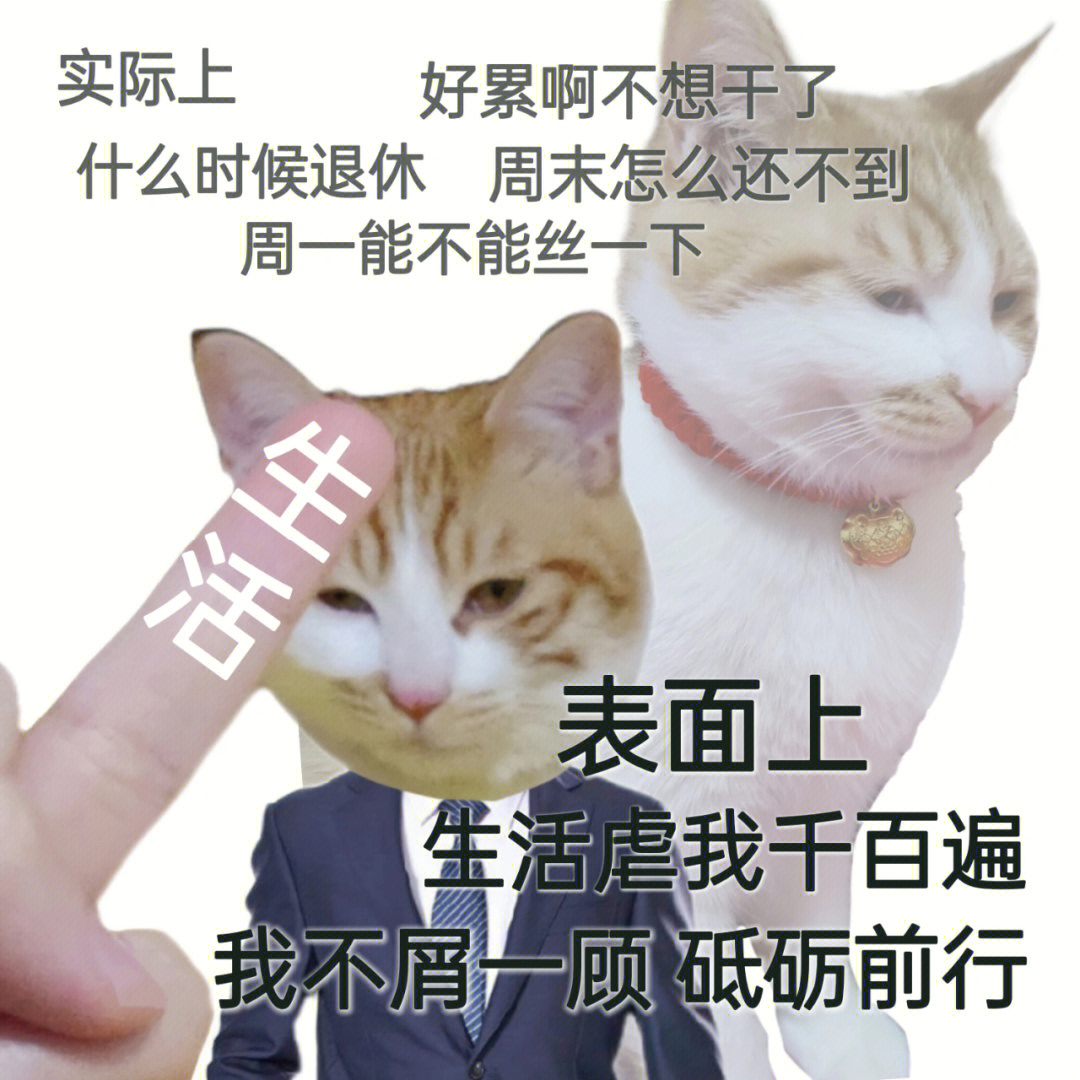 打工猫咪表情包我的猫咪叫发财